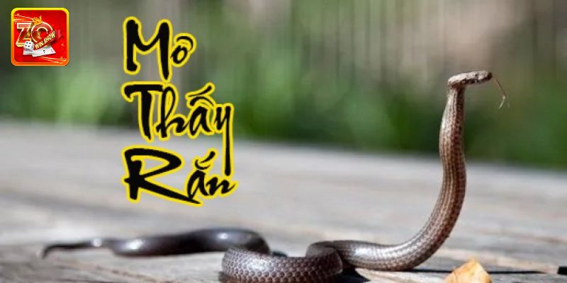 Giải Mã Giấc Mơ Thấy Rắn Cùng Chuyên Gia Tại Zowin Giải Mã Giấc Mơ Thấy Rắn Cùng Chuyên Gia Tại Zowin